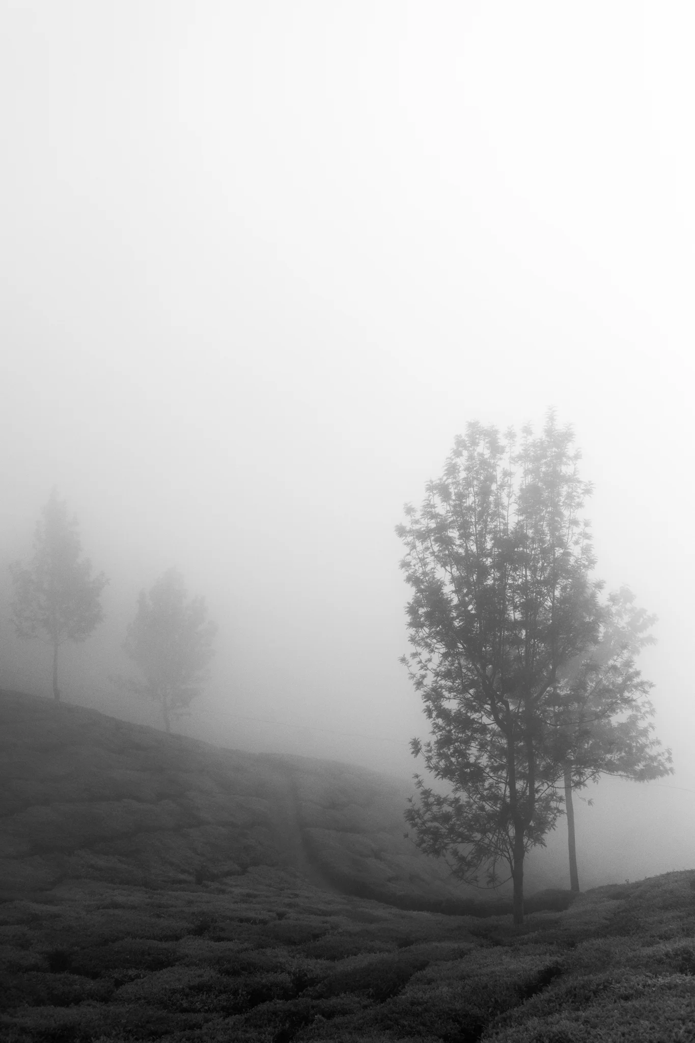 Munnar1-53.jpg