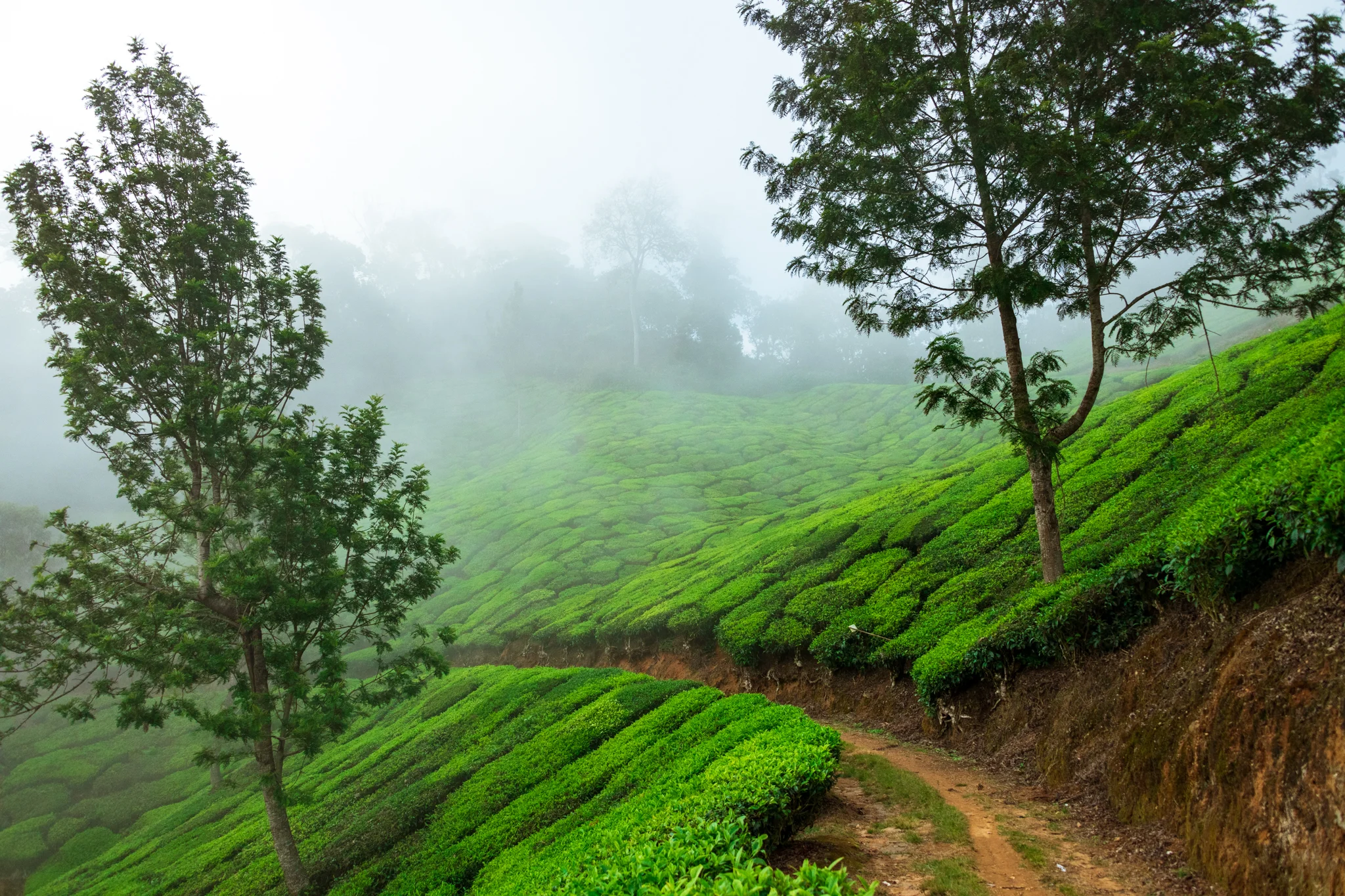 Munnar1-54.jpg
