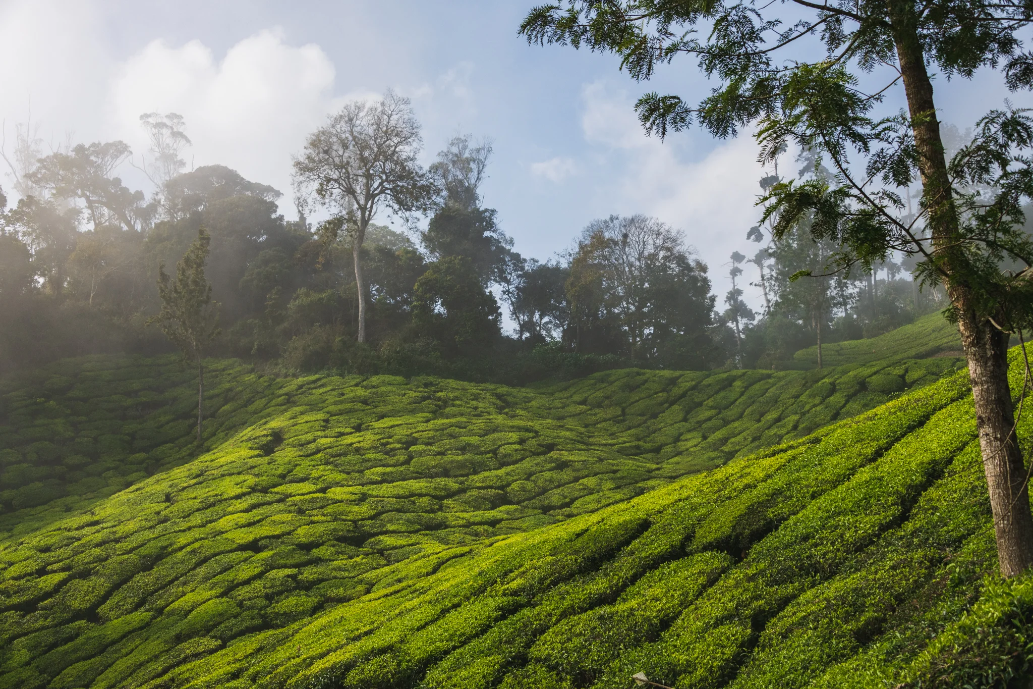 Munnar1-56.jpg