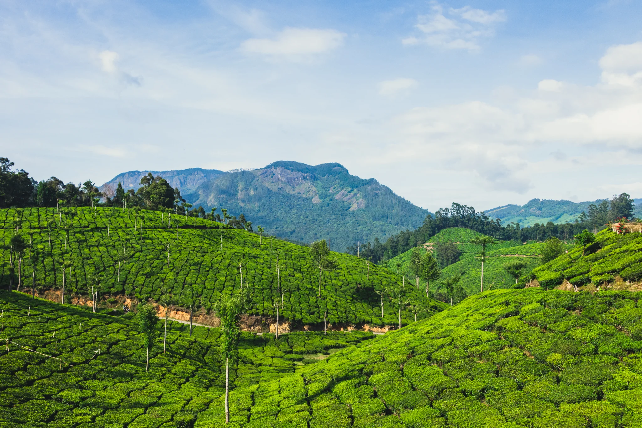 Munnar1-58.jpg