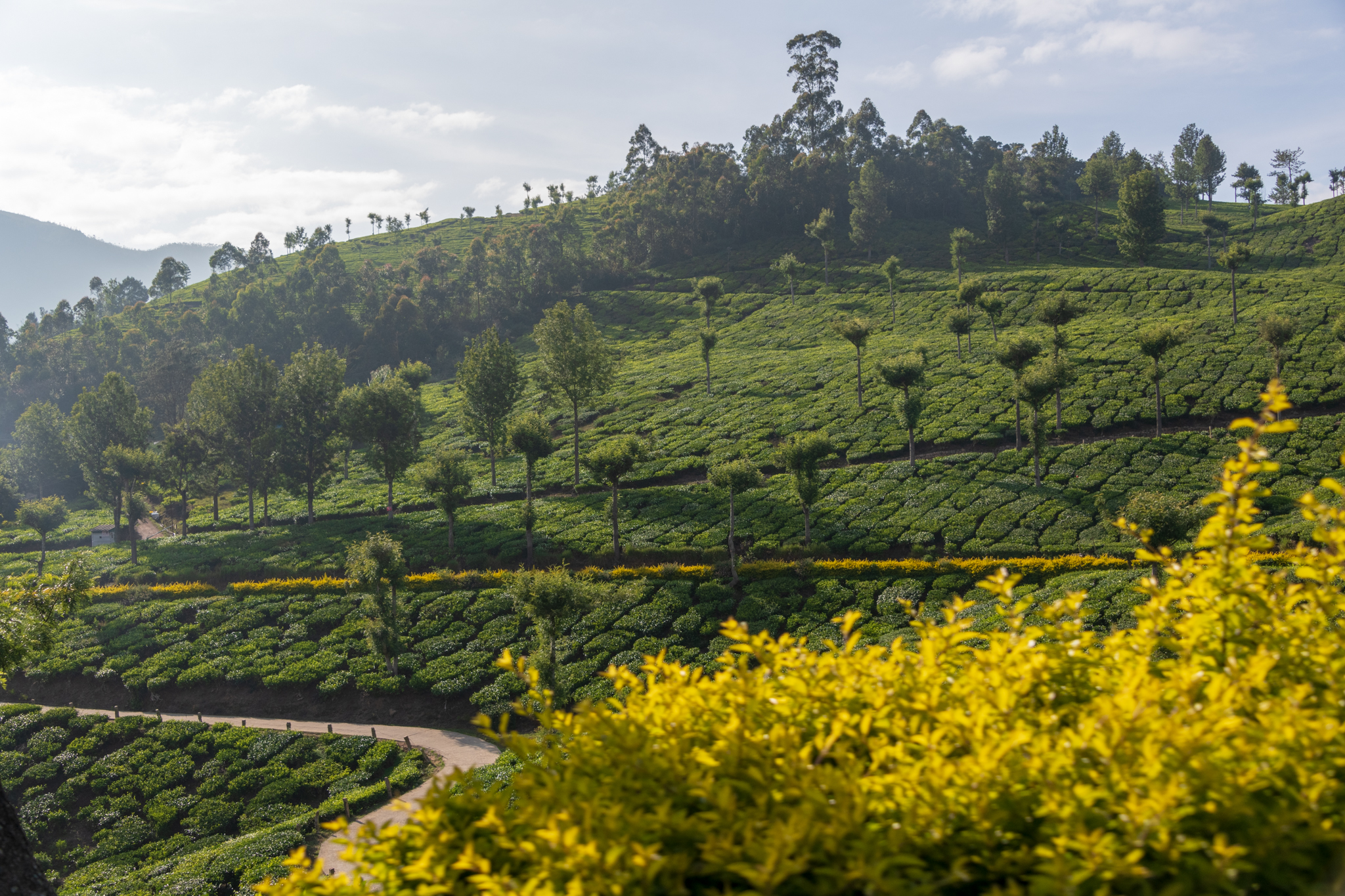 Munnar1-61.jpg