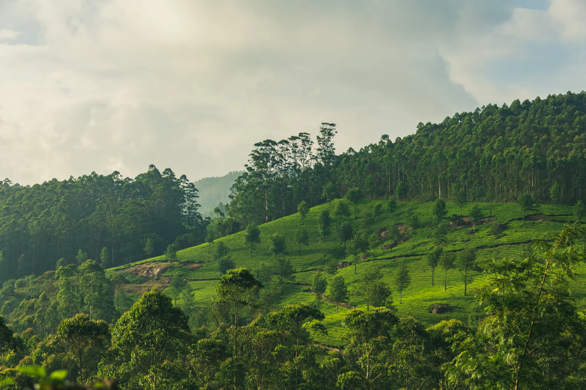 Munnar1-68.jpg