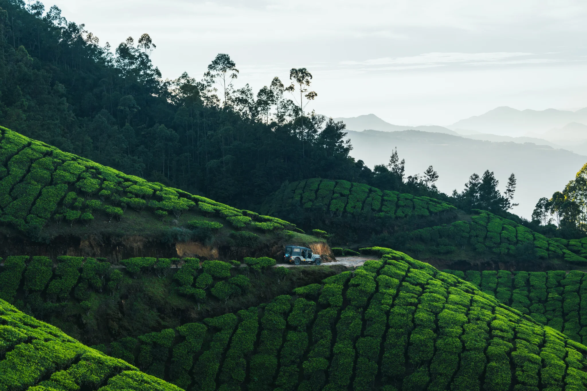Munnar1-94.jpg