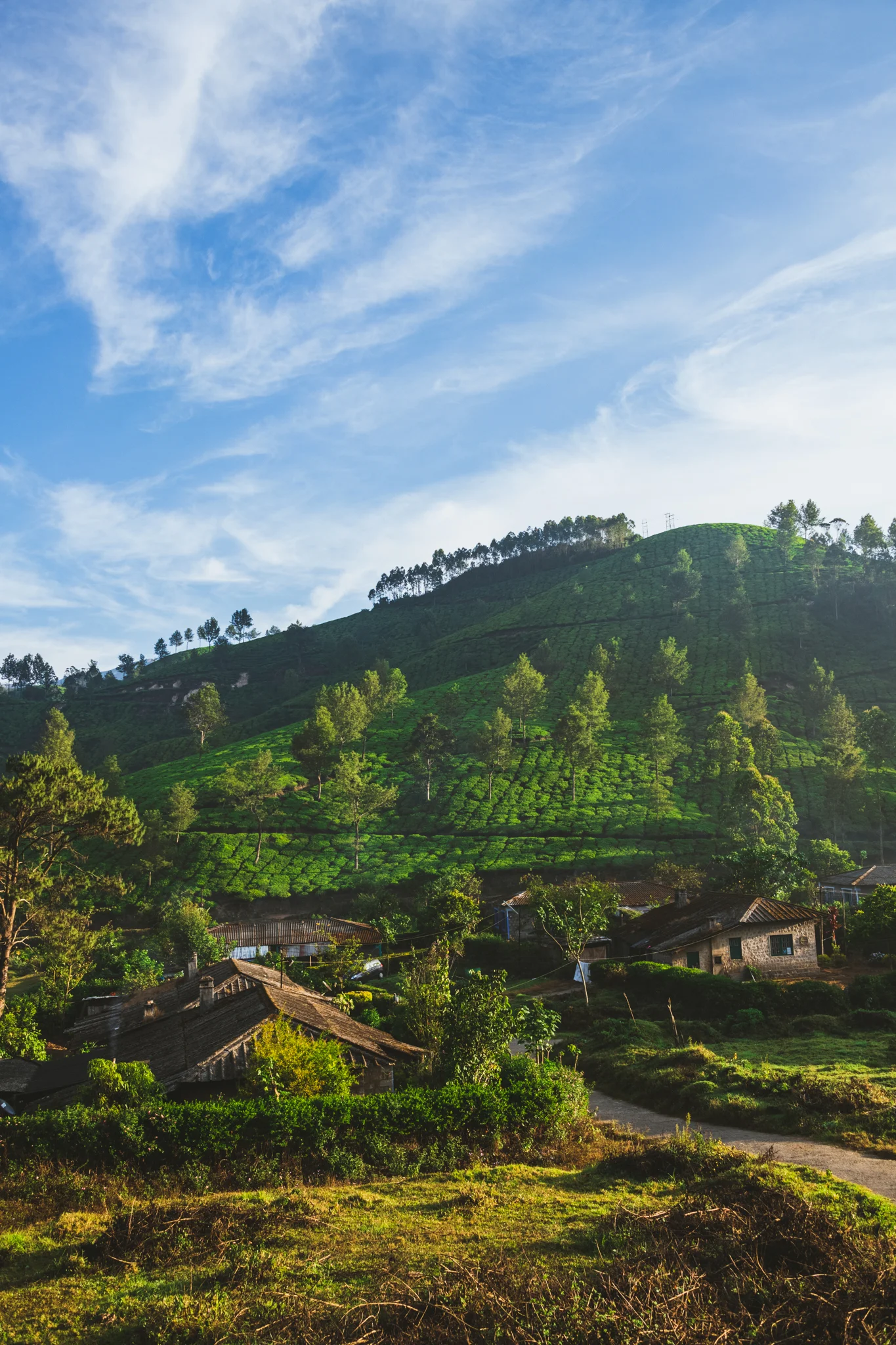Munnar1-108.jpg