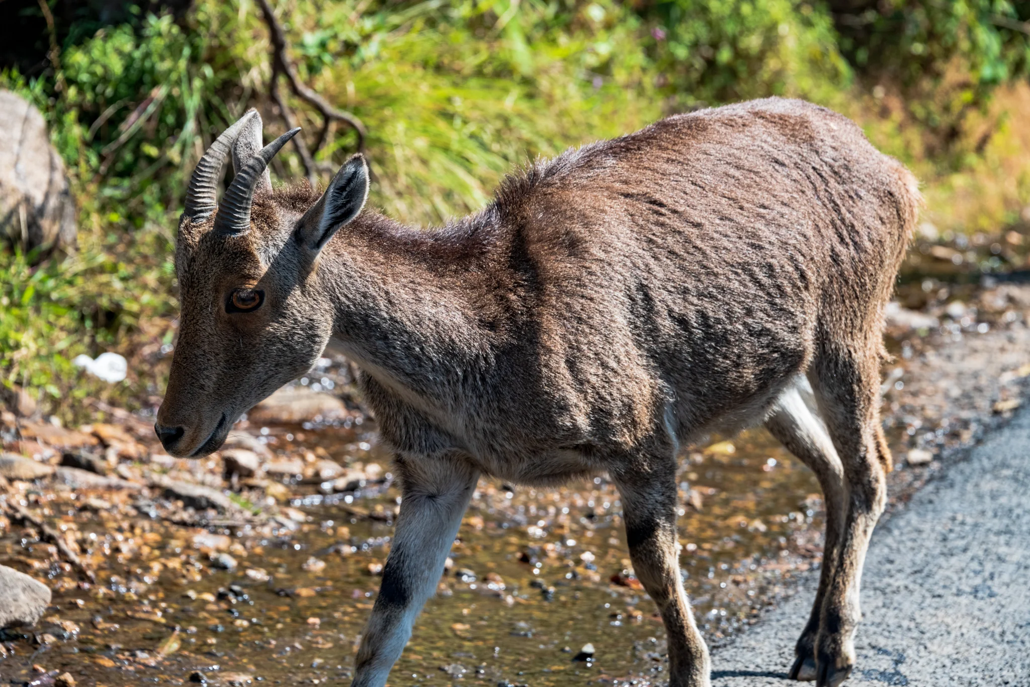 Munnar1-115.jpg