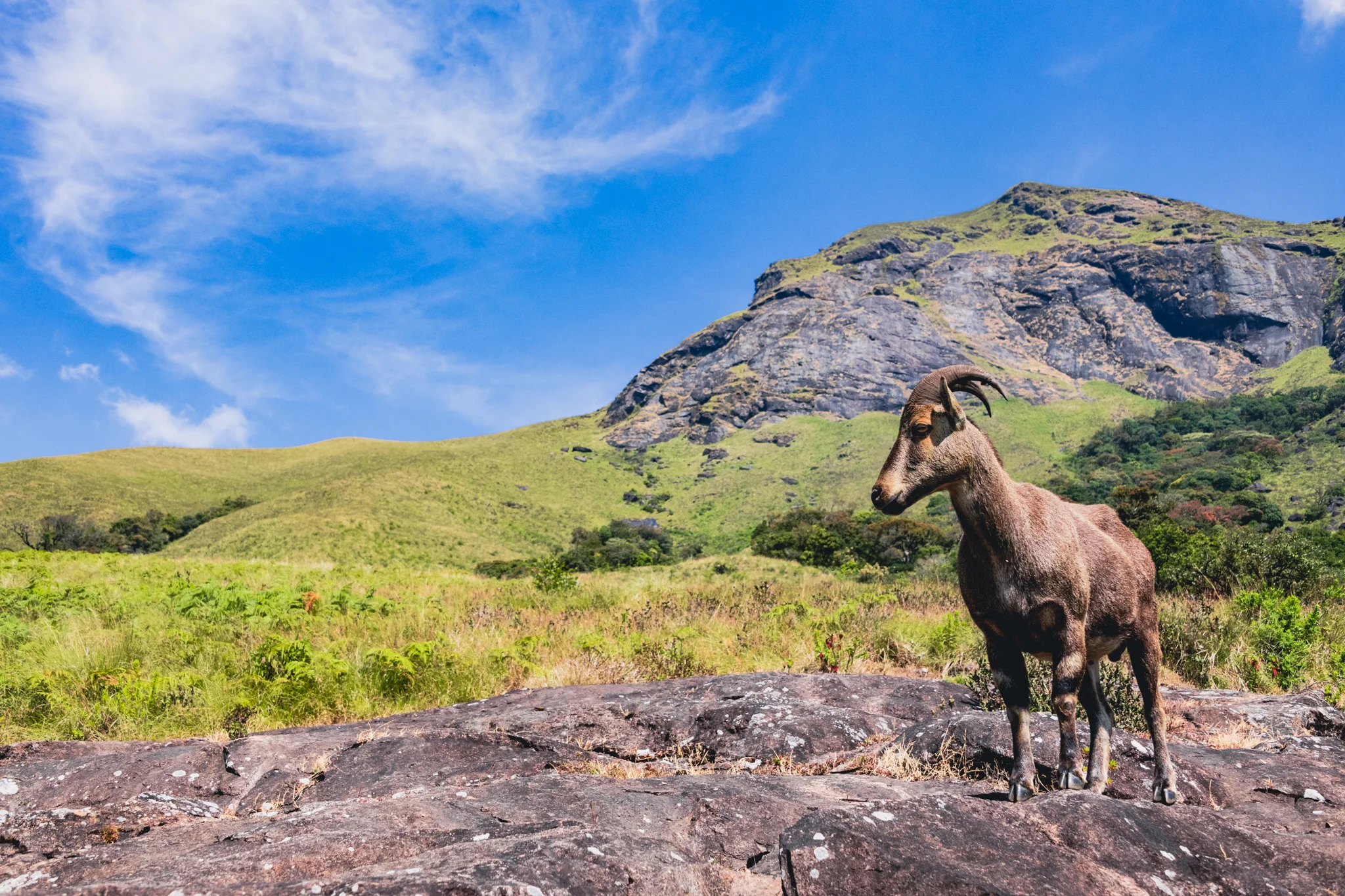 Munnar1-117.jpg