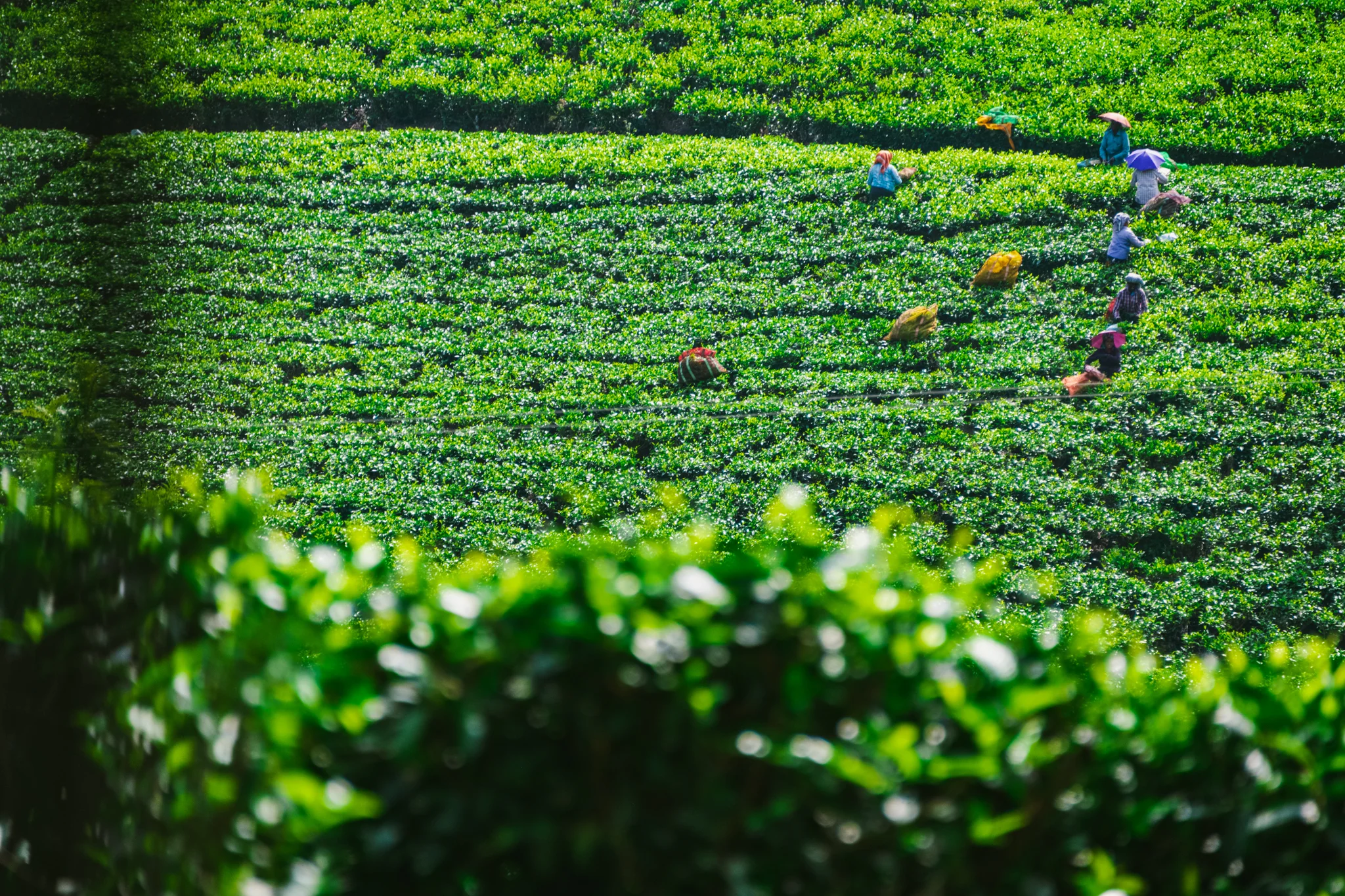 Munnar1-120.jpg