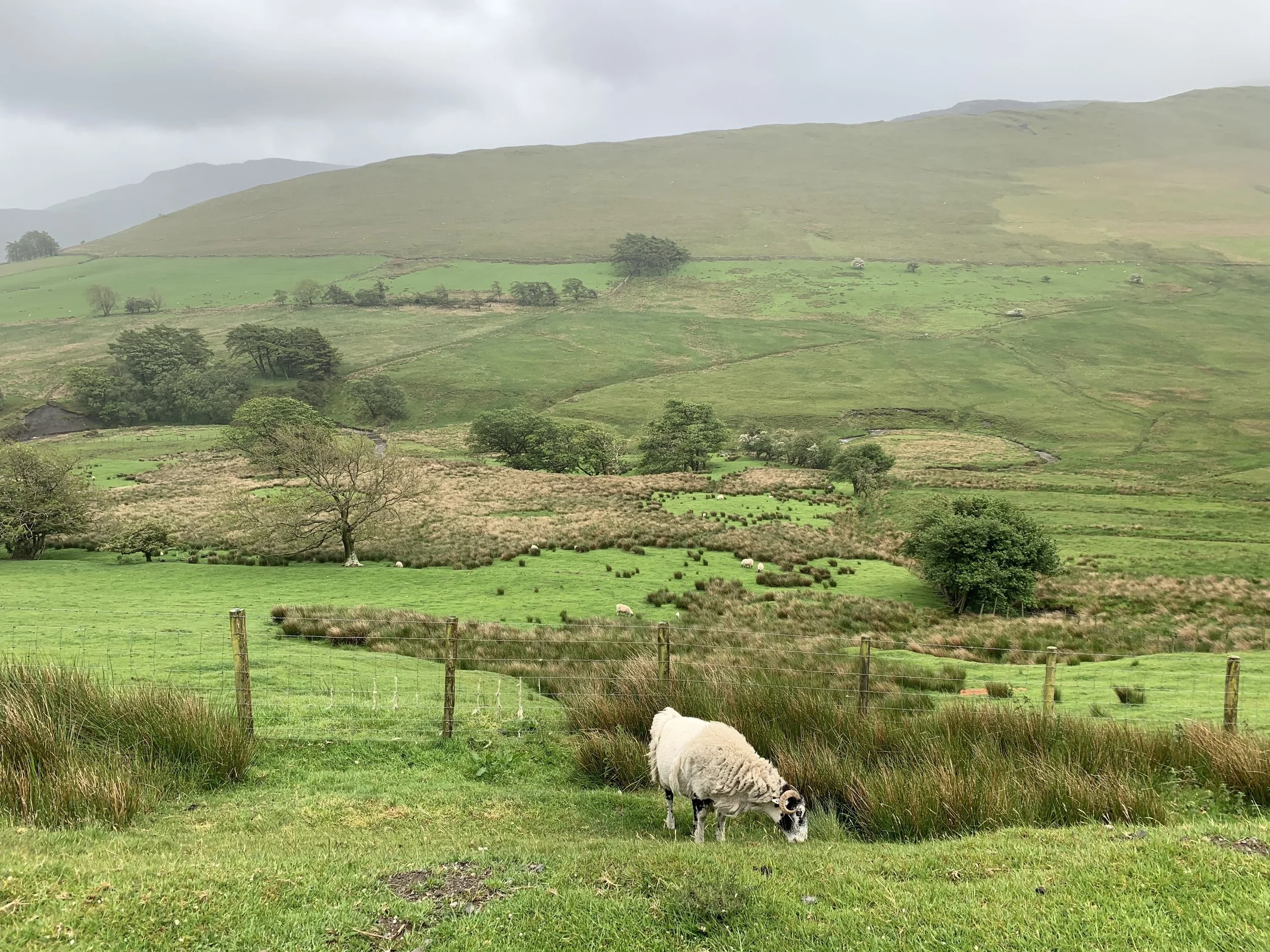 Oh, you know, just some sheep grazing in the field. Driving through the Lake District enroute to Scotland.