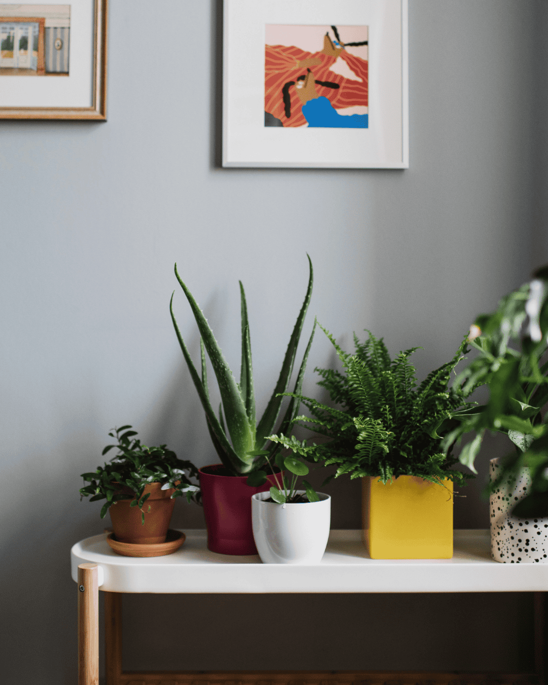 Houseplants styled on shelves to bring warmth and life into a rental home.