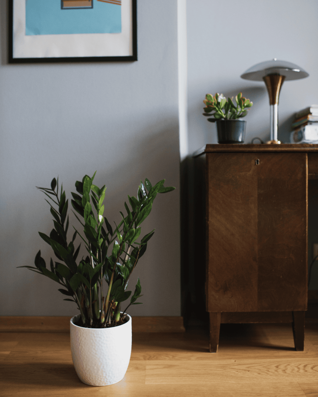 Houseplants adding warmth and life to a rental home.