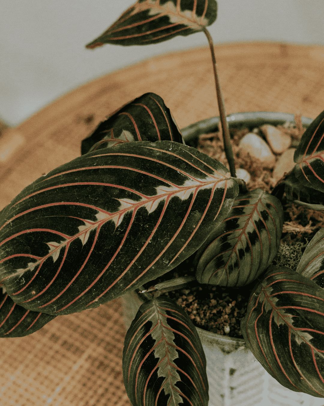 Low-maintenance indoor plants that make a rental feel more lived in and welcoming.
