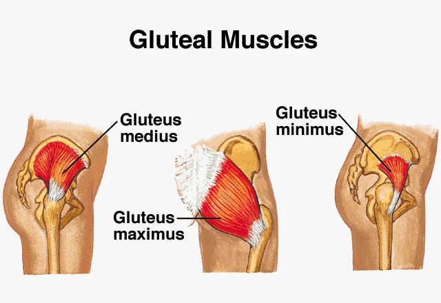 gluteal muscles.jpg