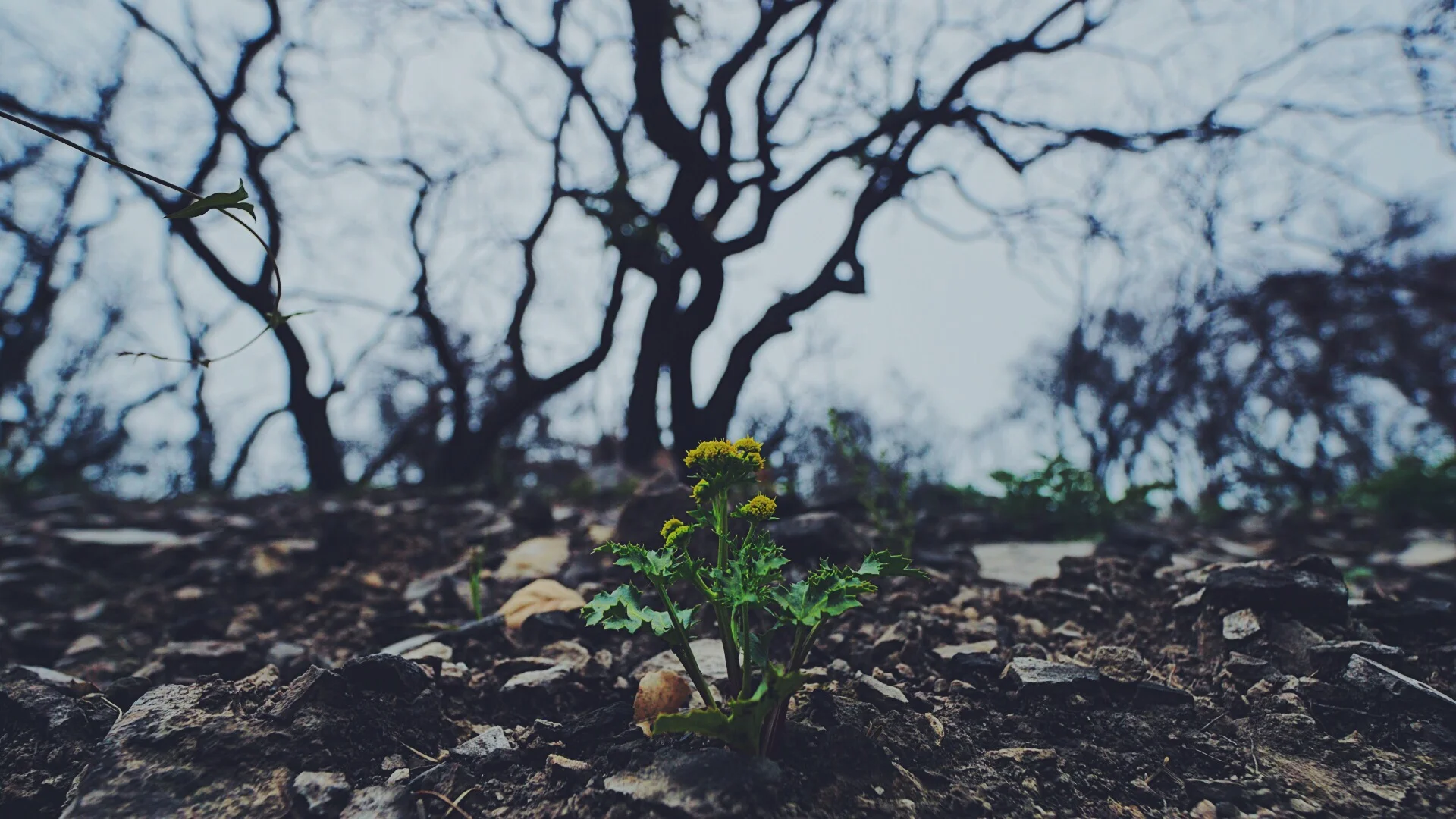 2018 Santa Rosa Backyard Collective