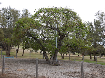 the old mulberry tree photo.jpg