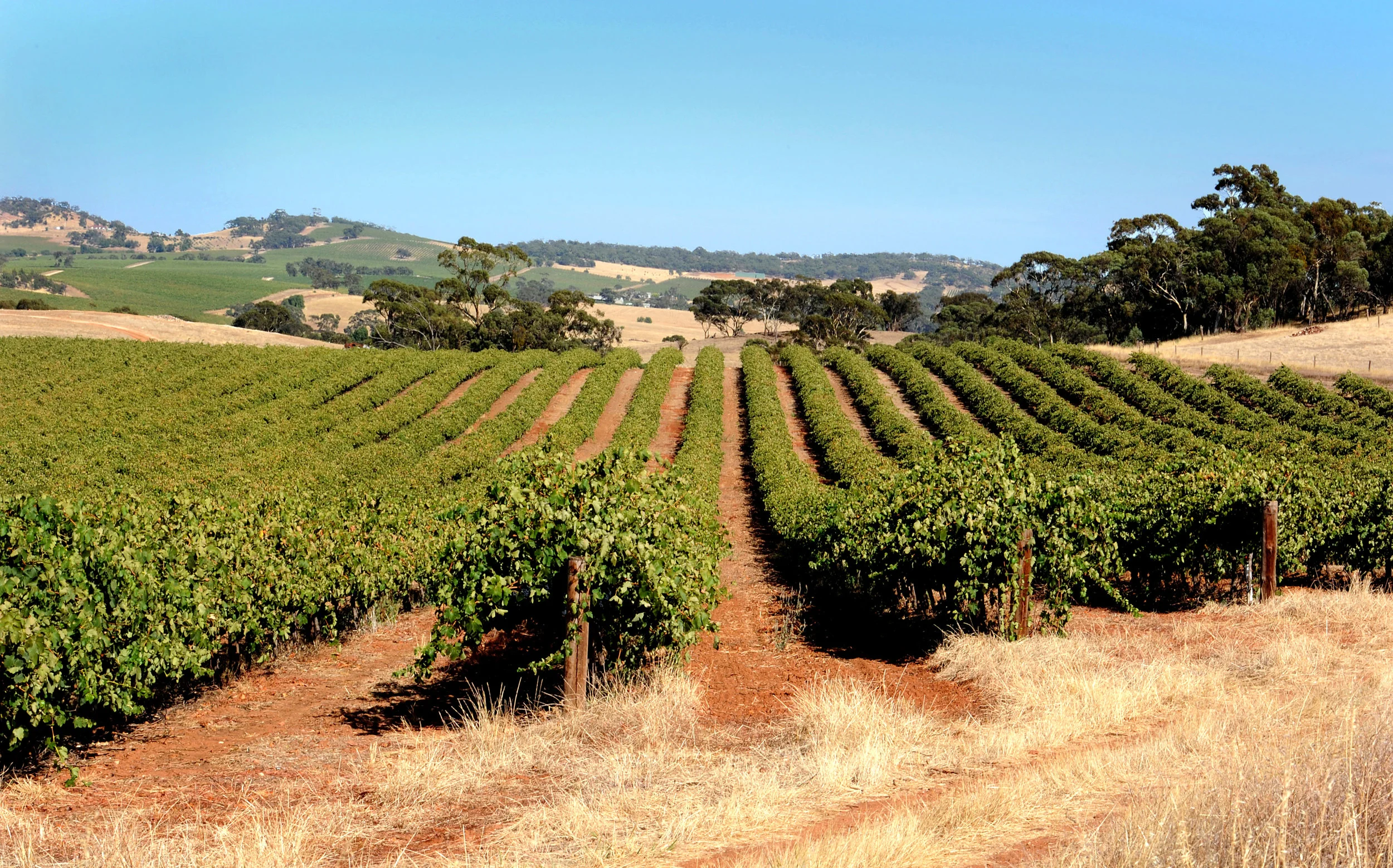 First Drop vineyard.jpg