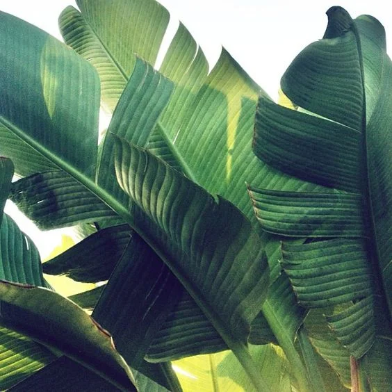 PALMS.jpg