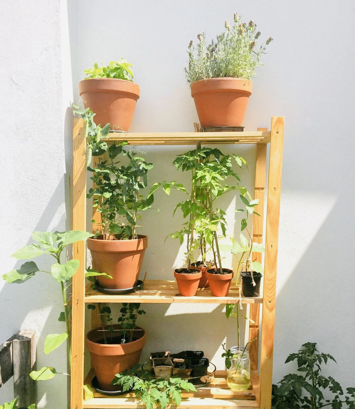 @thefarminmyflat
