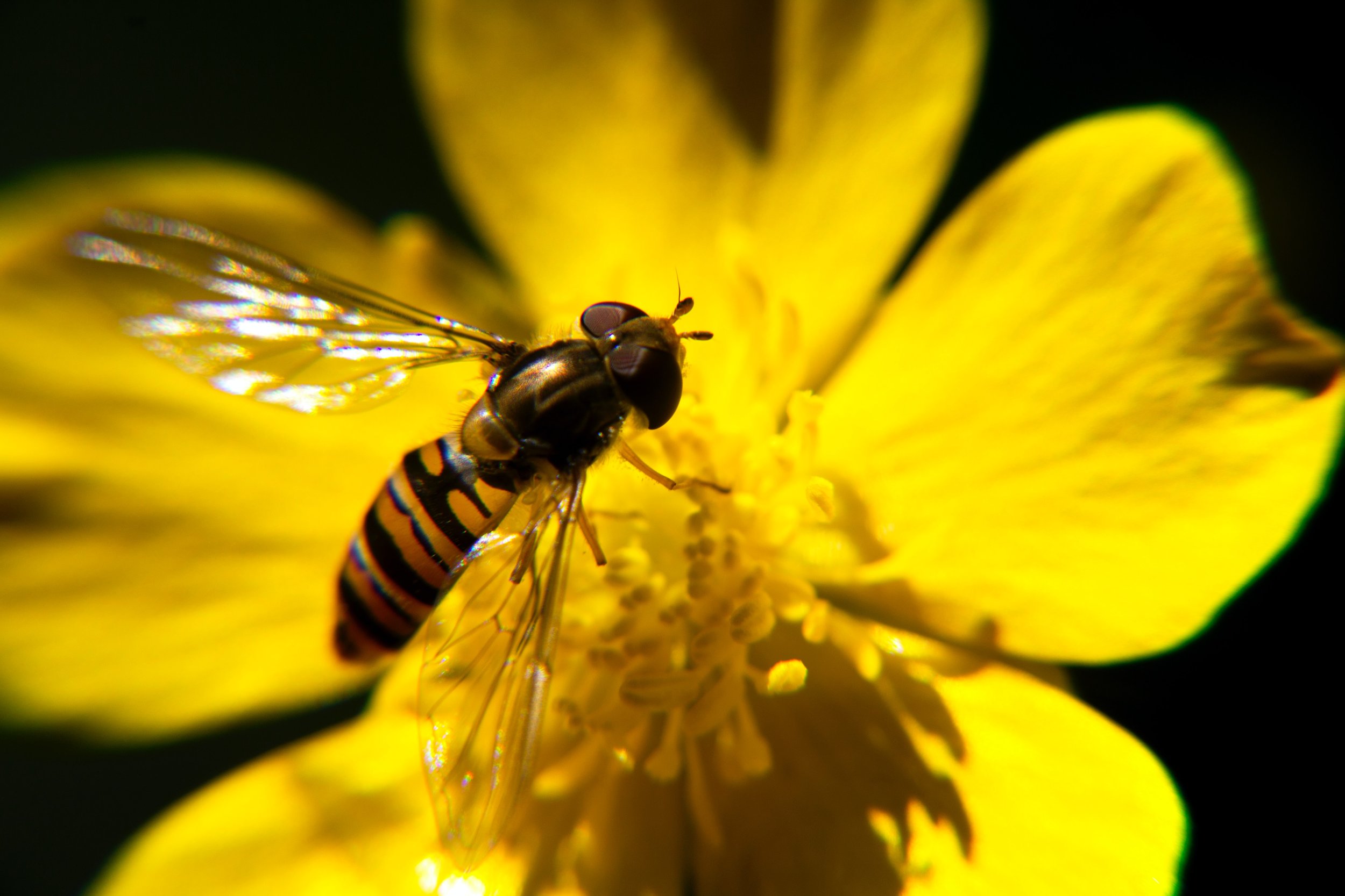 Pollinator Investments