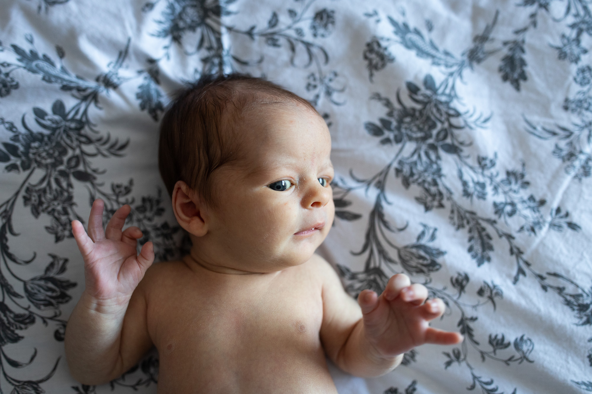 portland newborn photography