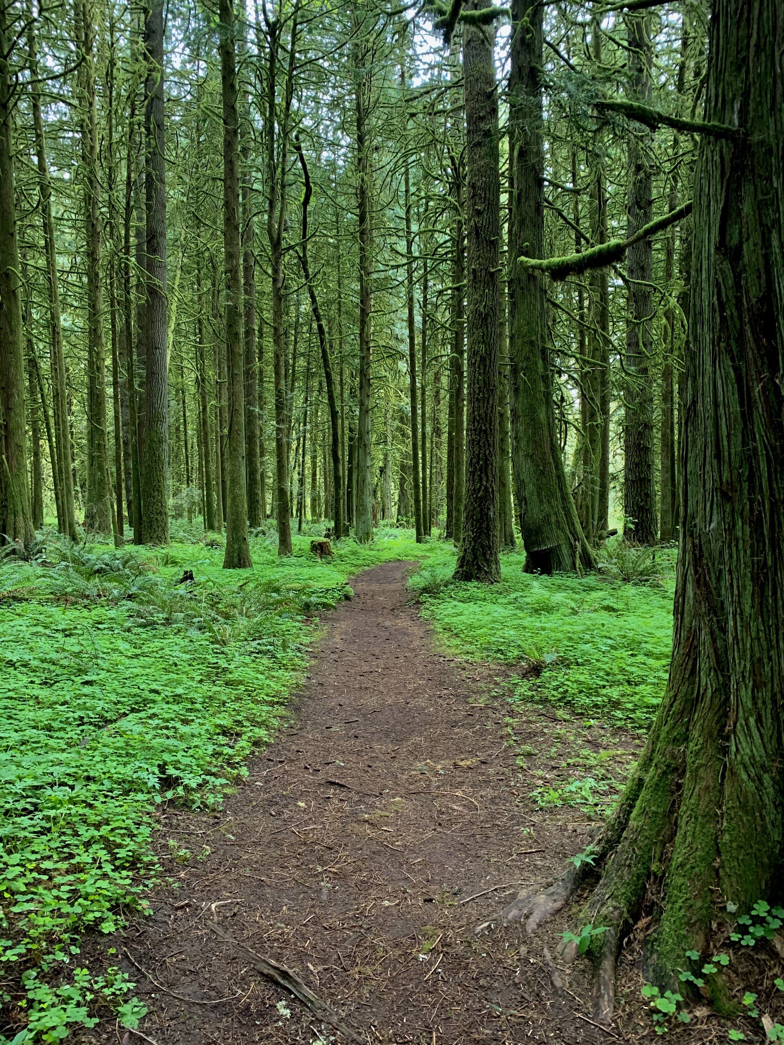 5 kid friendly hikes in Vancouver Washington 