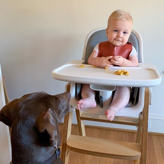 Village BLW tip #1 for 2020: Get a dog 😉
&mdash;
No but really, I&rsquo;m hoping to share quite a bit more about Baby Led Weaning &ldquo;BLW&rdquo; in 2020. This is one method of food introduction for babies that&rsquo;s grown in popularity in the l