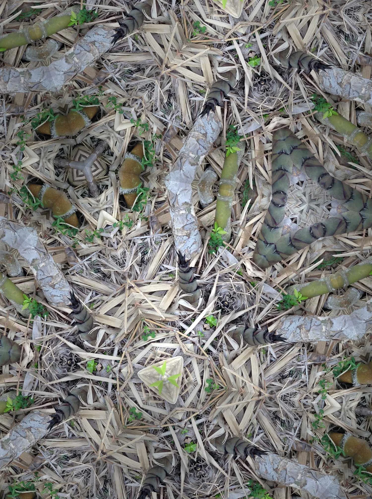 KaleidoBamboo1-web.jpg