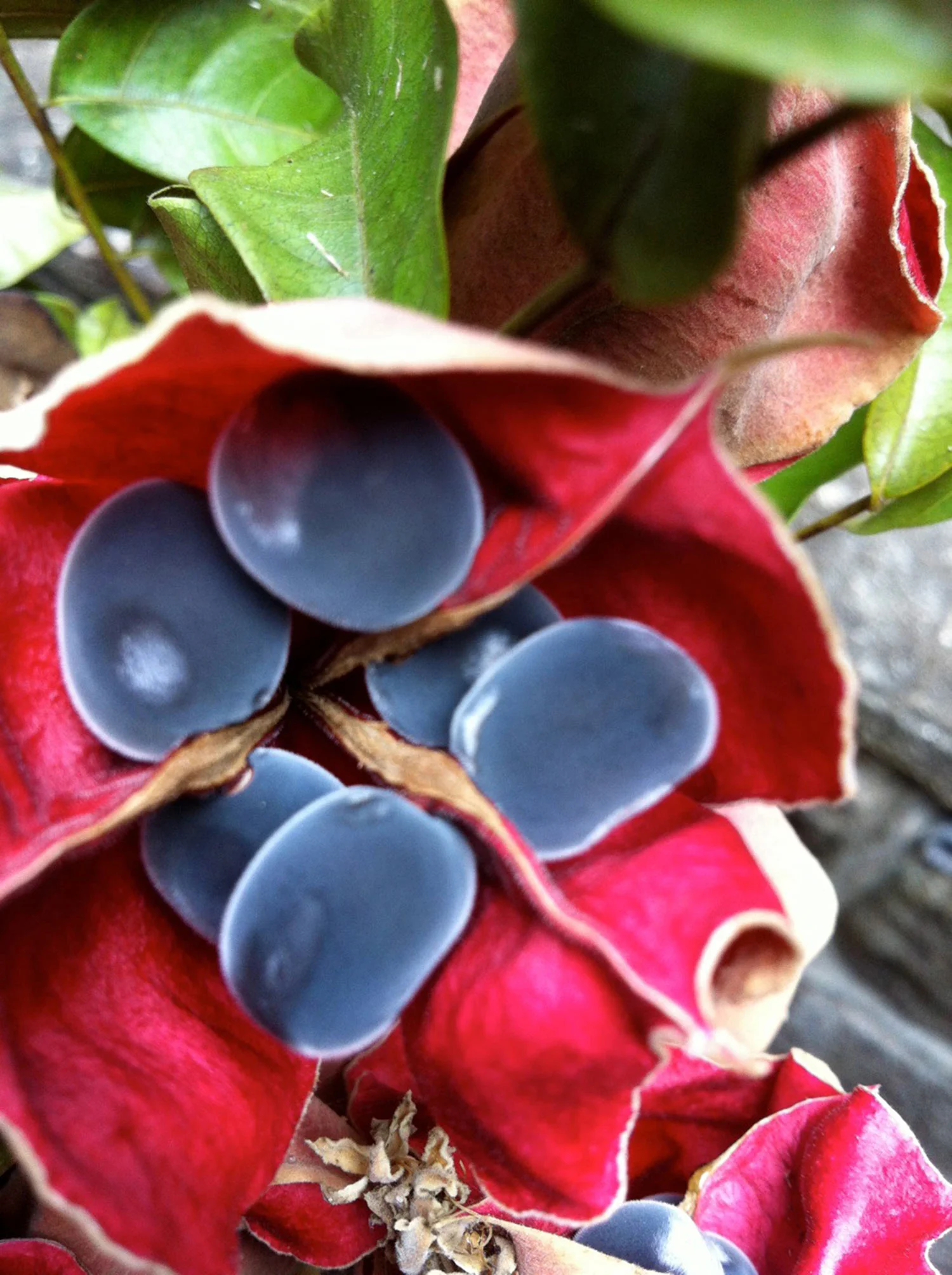 BlackPearlSeeds-web.jpg