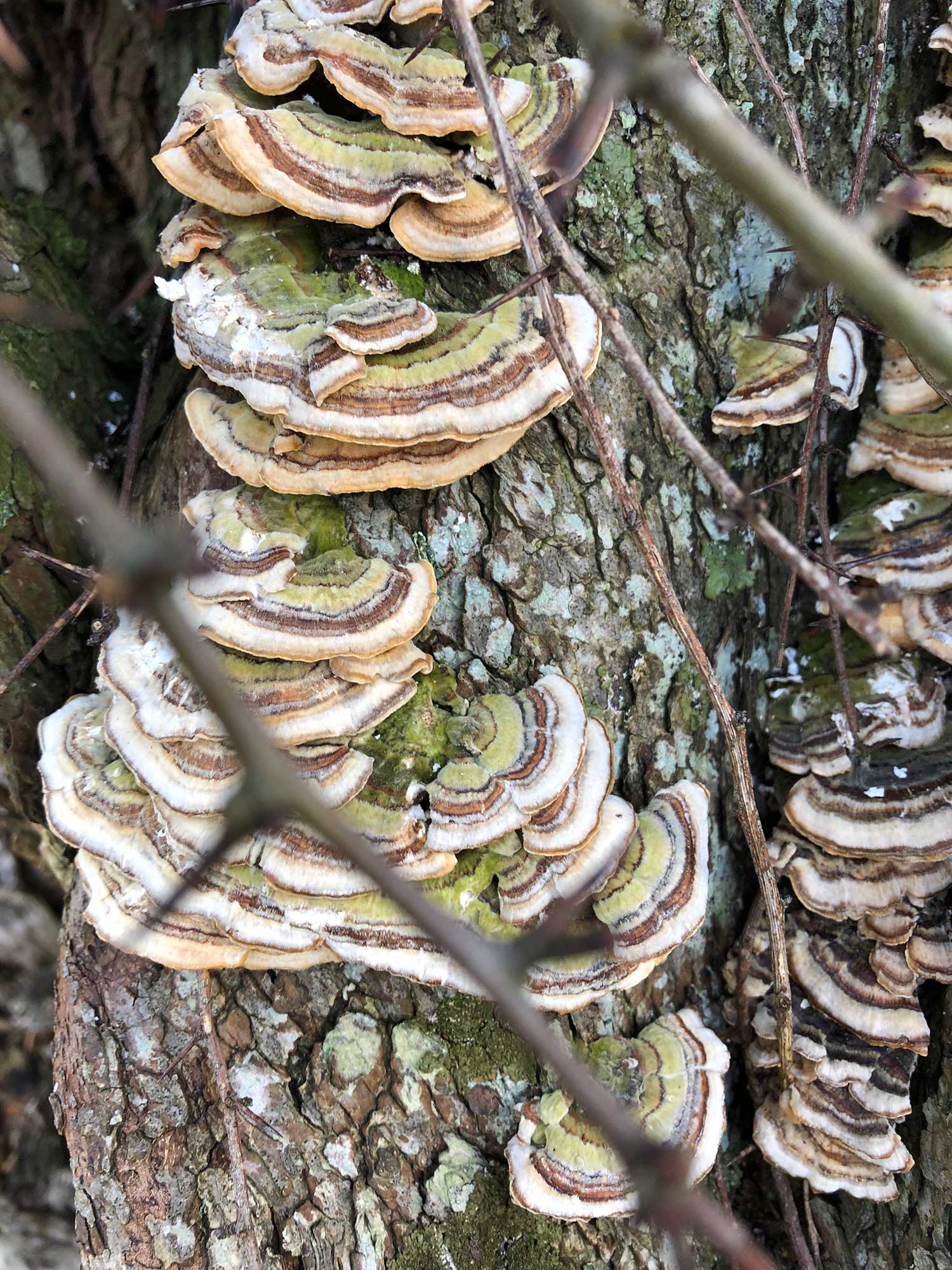 Bracket FungusIMG_3089-web.jpg