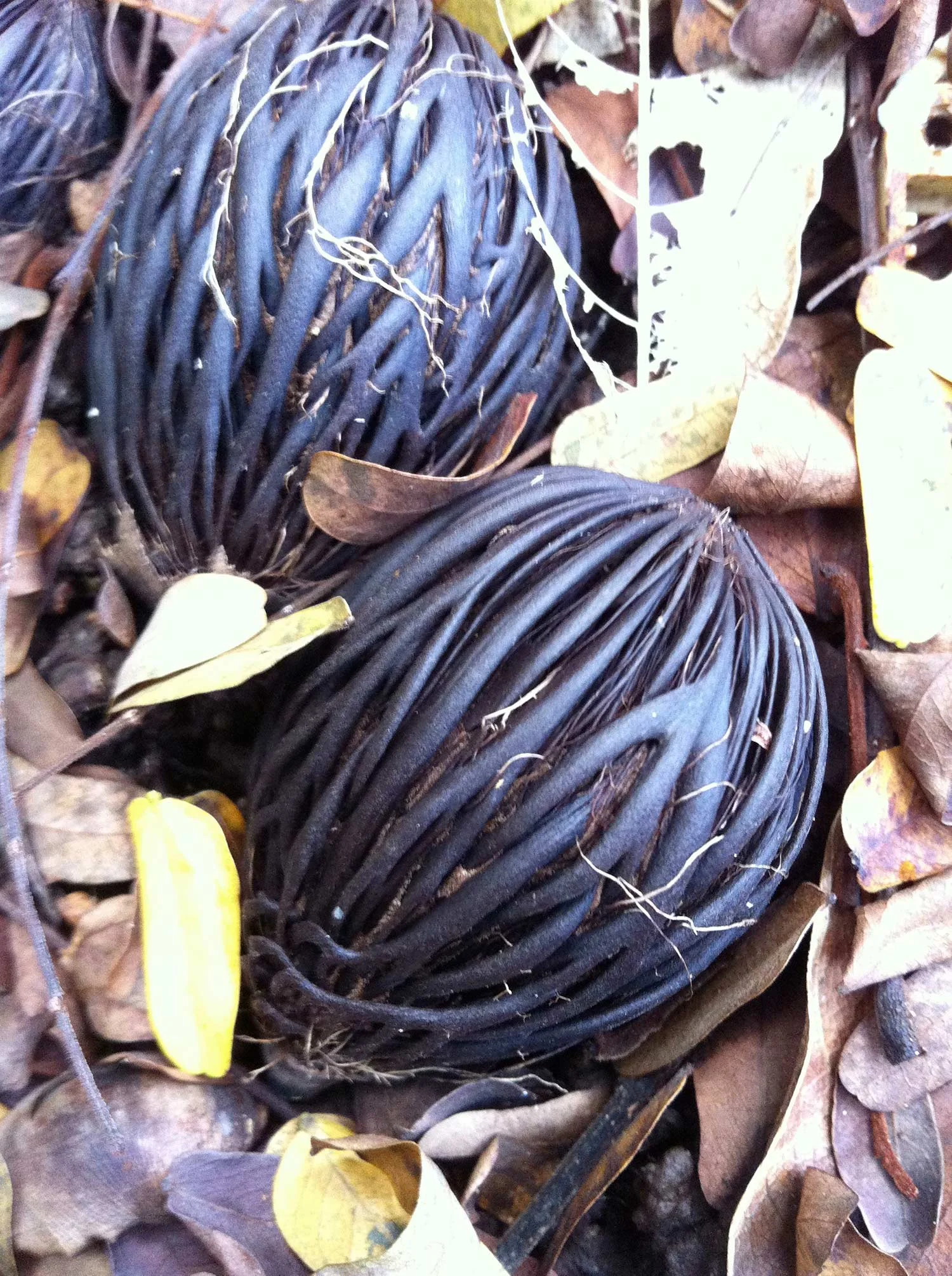 FoxtailPalmSeeds-web.jpg