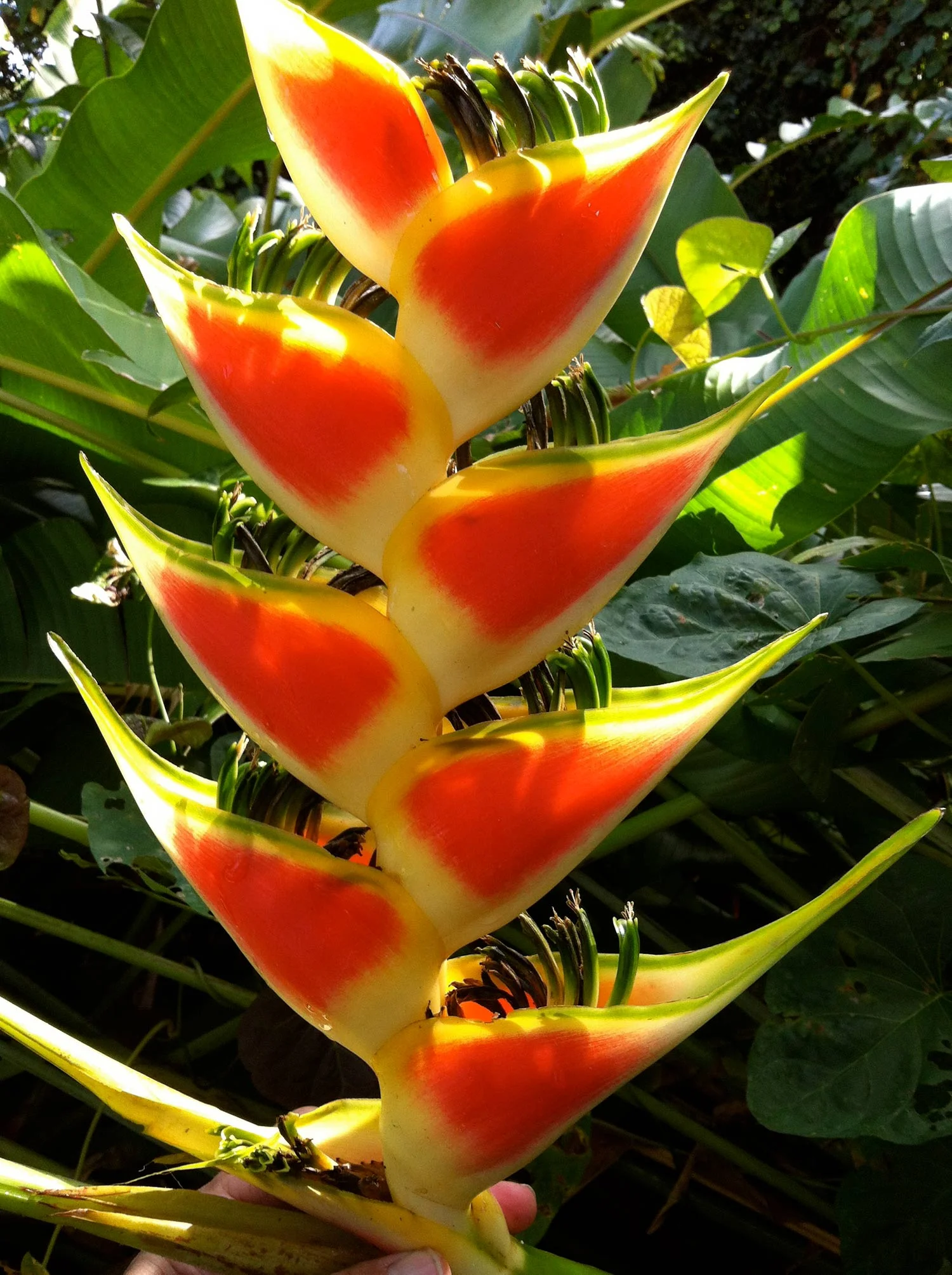 Heliconia wagneriana -20Jan2013-IMG_3610-web.jpg