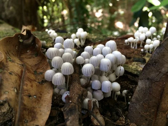 MushroomForestJune2014 copy.jpg