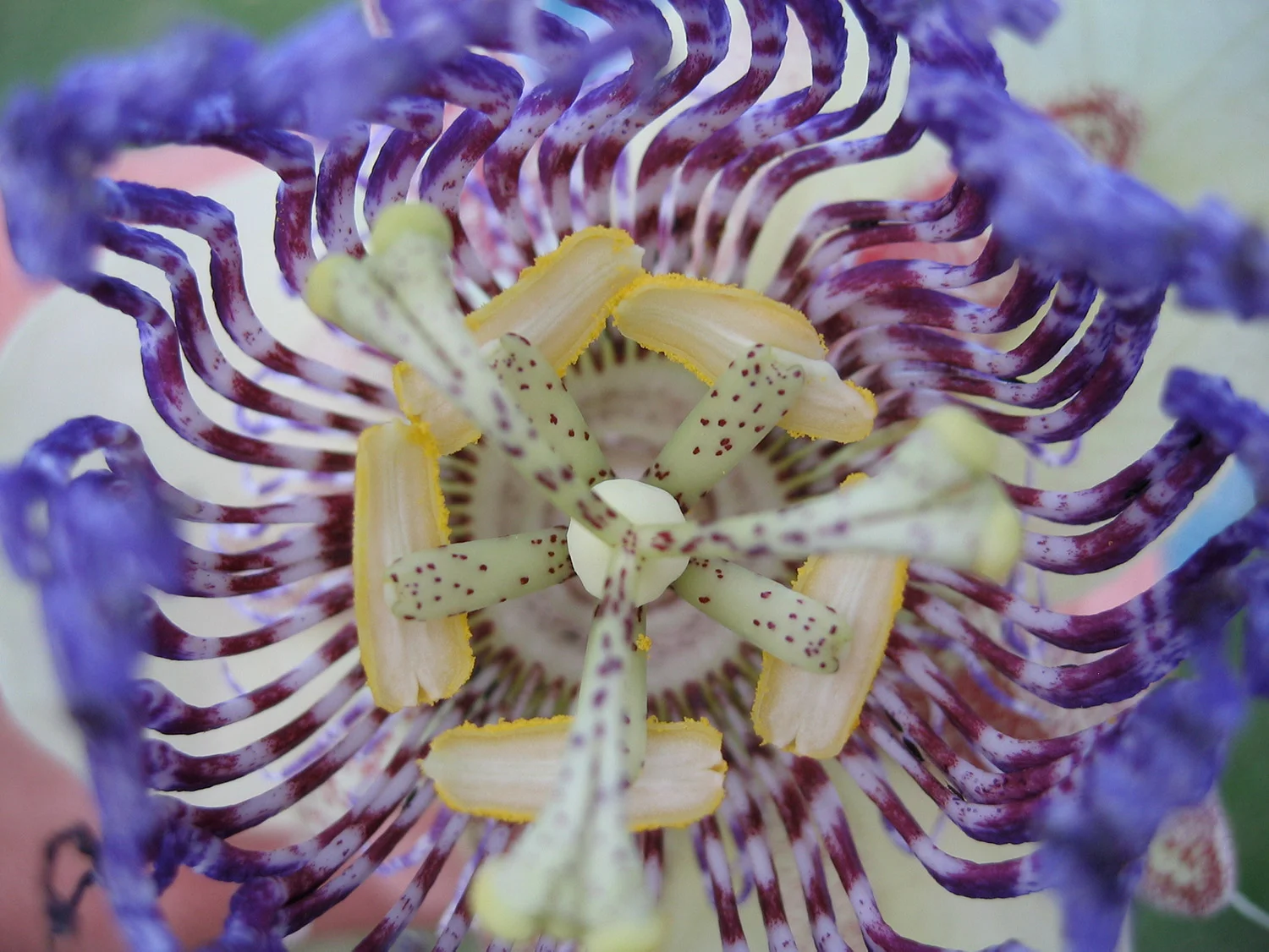Passion Flower-close-web.jpg