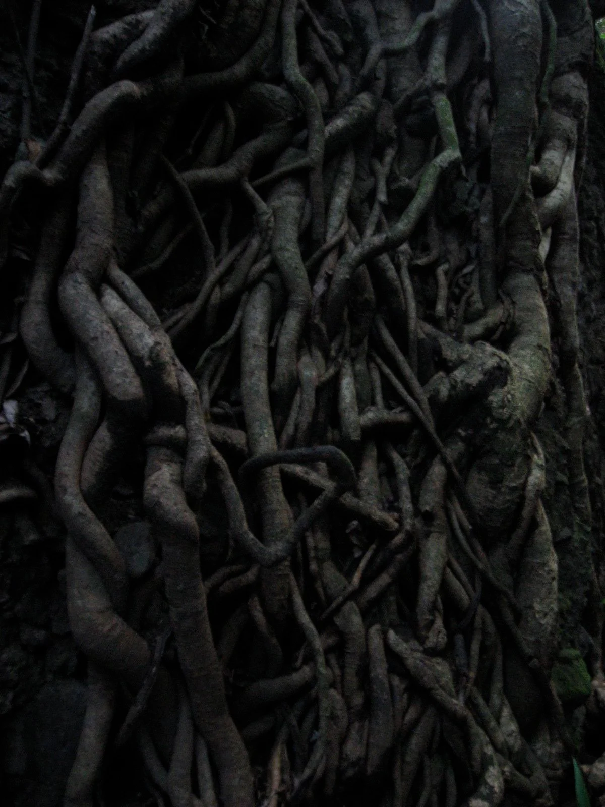 Roots-web.jpg