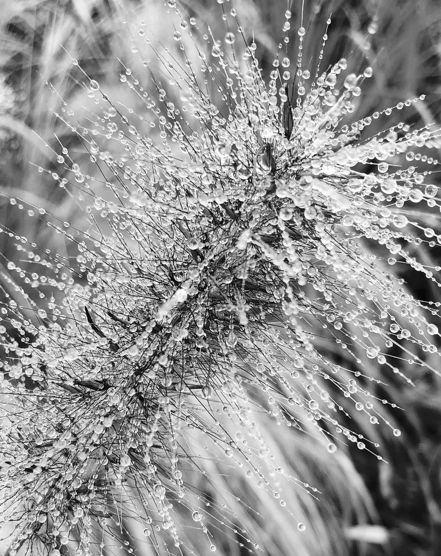 WetPanicle-IMG_9945-web.jpg