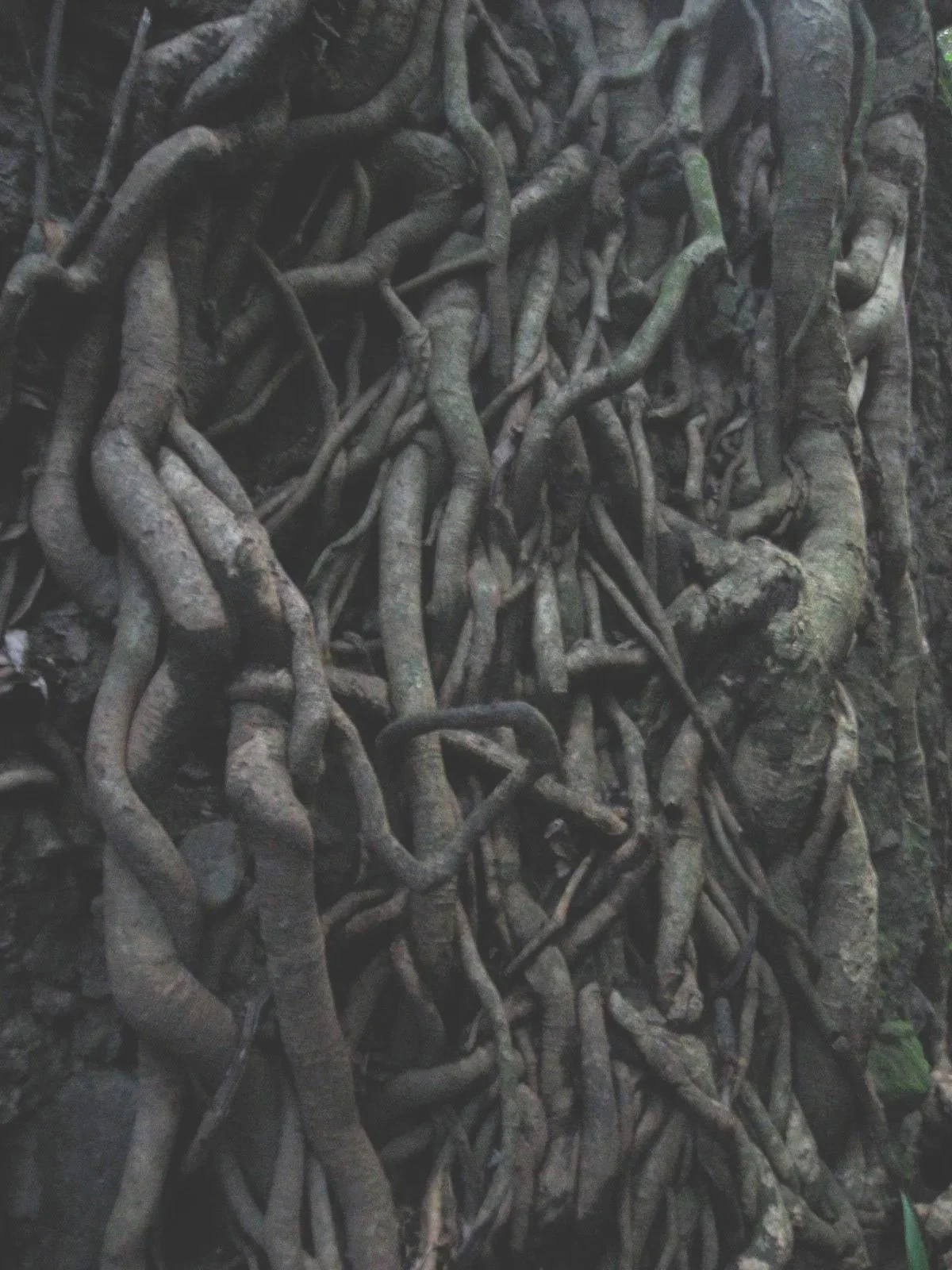 Tree Roots on Rock Face in Rainforest Ravine- Ottleys Estate - St. Kitts