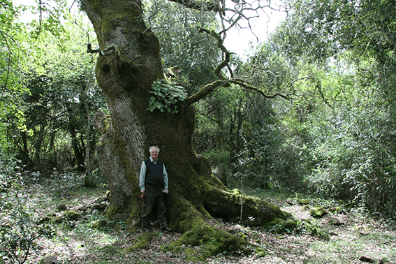 Thomas vorm Baum.png