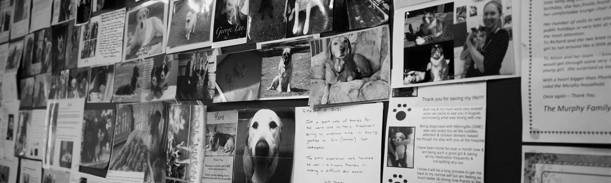 About — Pet Emergency