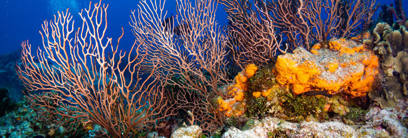 Nature Conservancy buys insurance for vulnerable coral reefs in