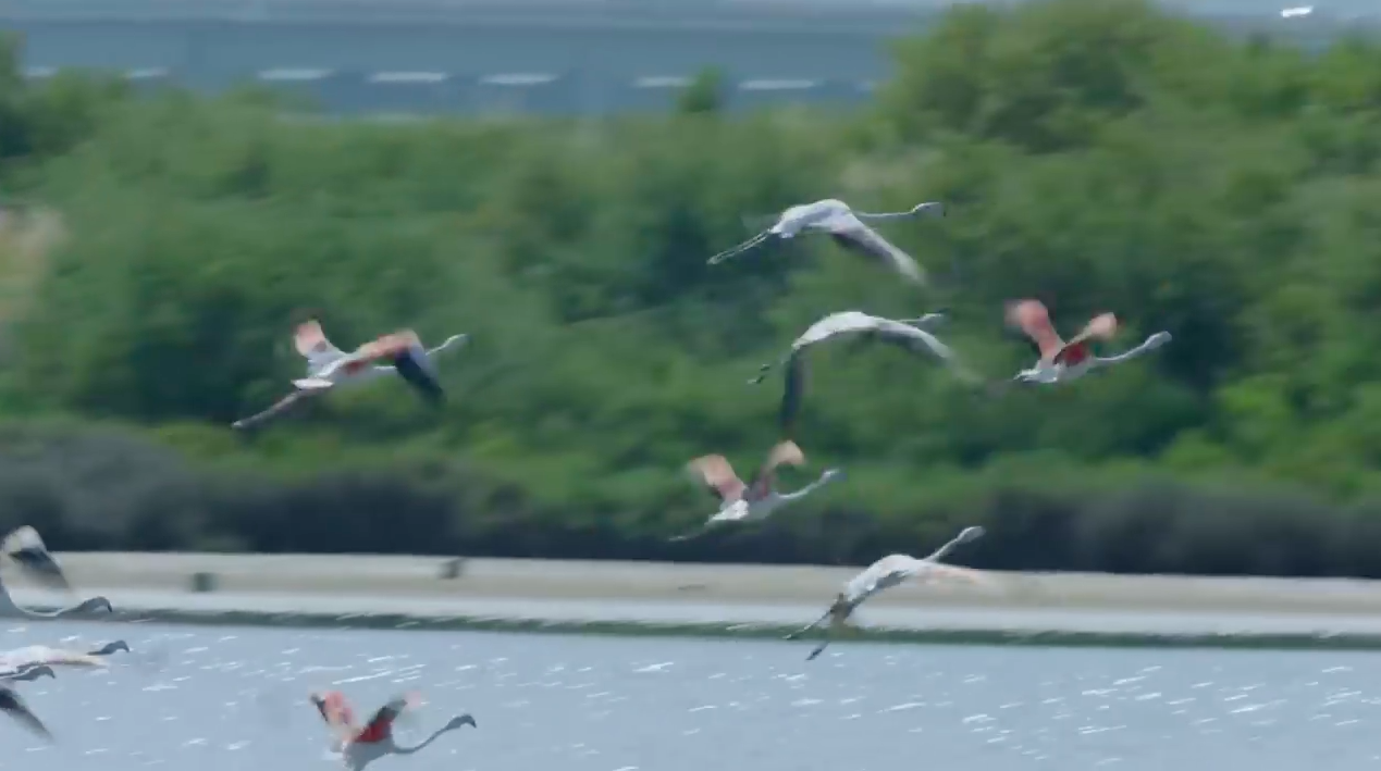 NIKON MONARCH HG URBAN BIRDING COMMERCIAL