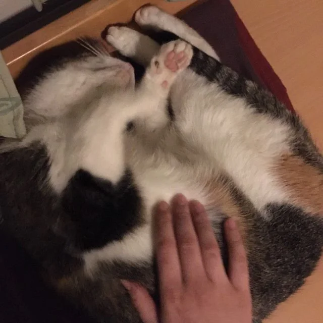 pusen brede kos.jpeg