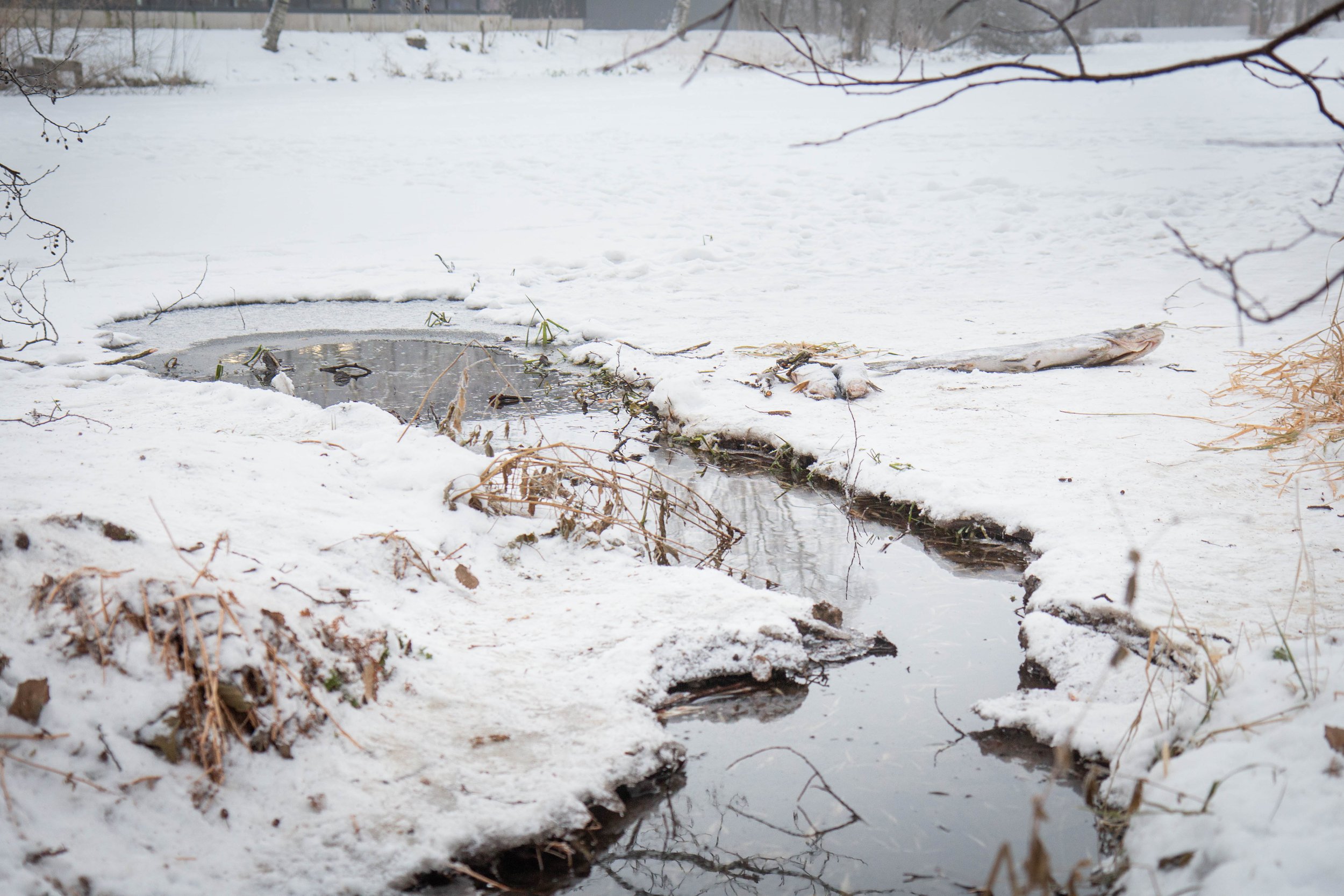 FISH DEATH IN SKOGSDAMMEN