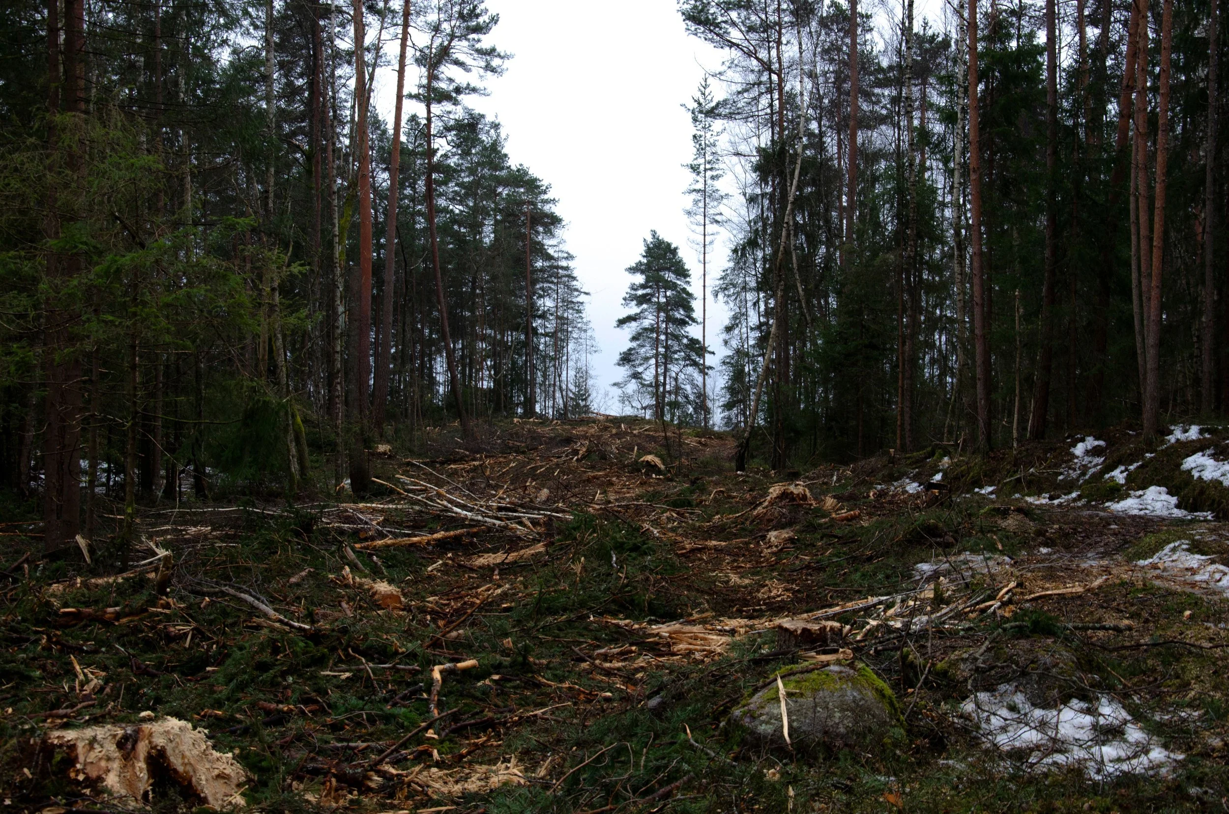 “WE OWN THE FOREST THE WAY A CHILD OWNS ITS MOTHER”
