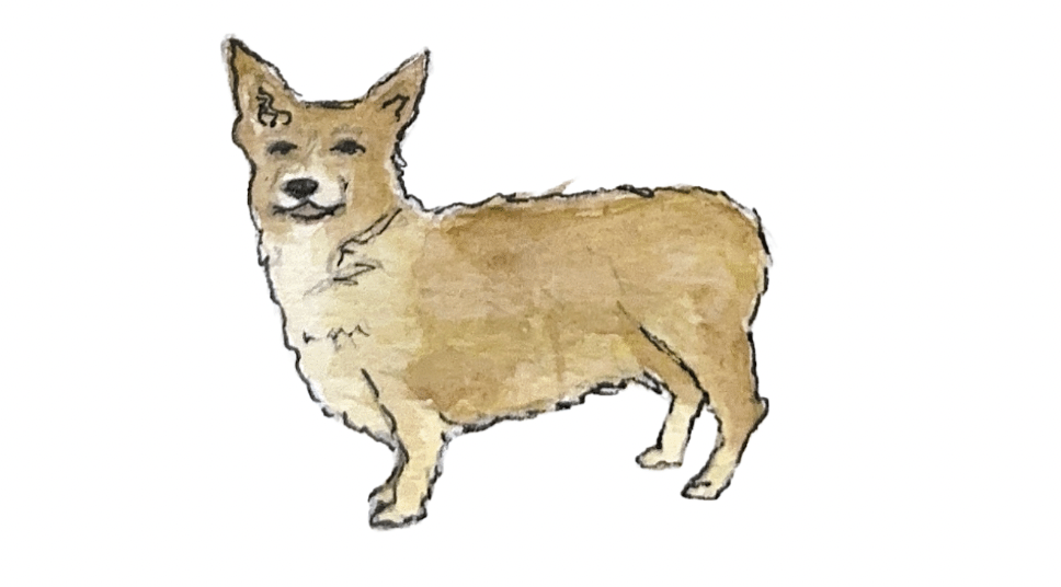 Barking good news for dog Lover’s