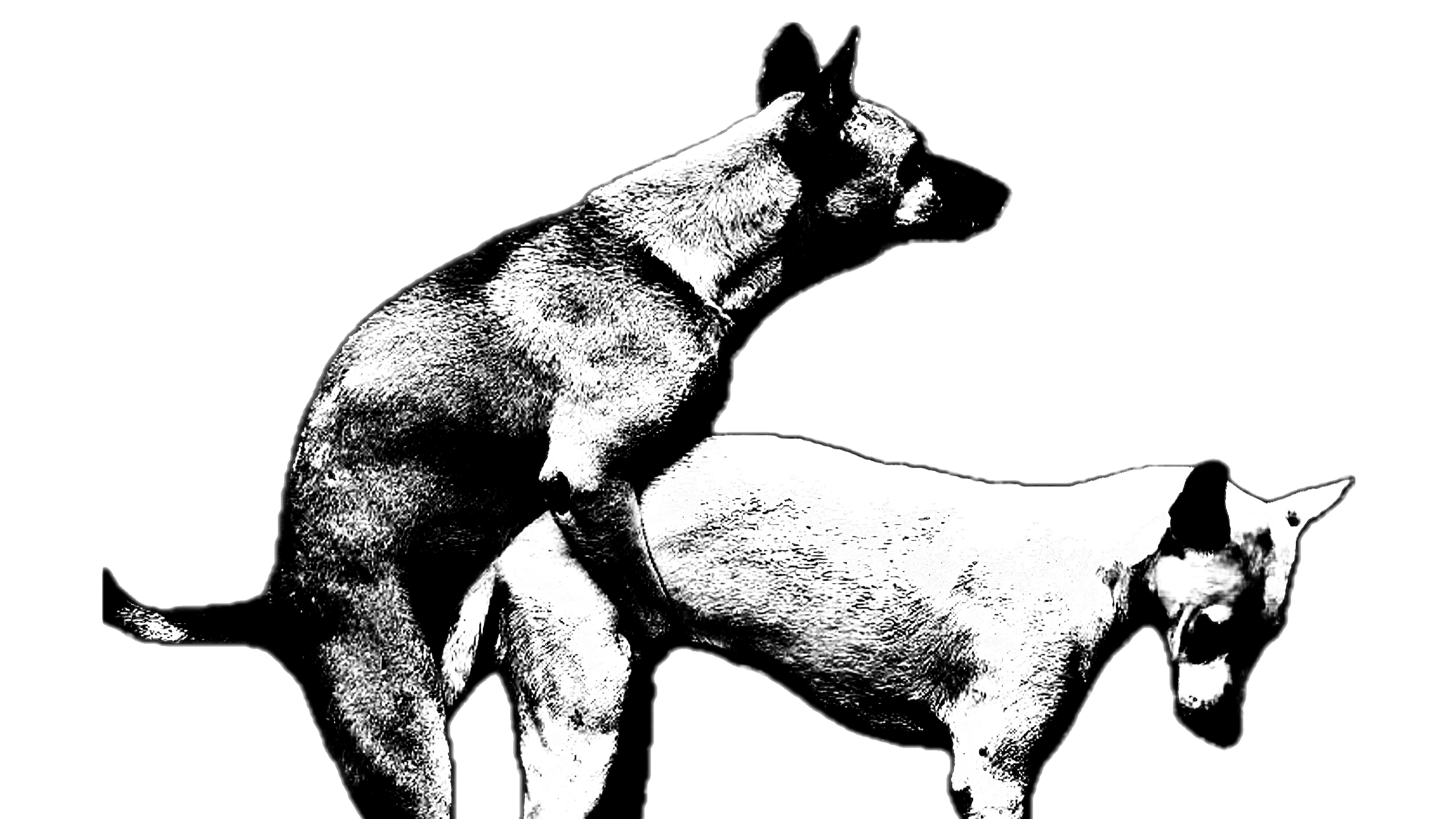 Foreningsspalta: Har Ås dogg dogget sin siste dogg?