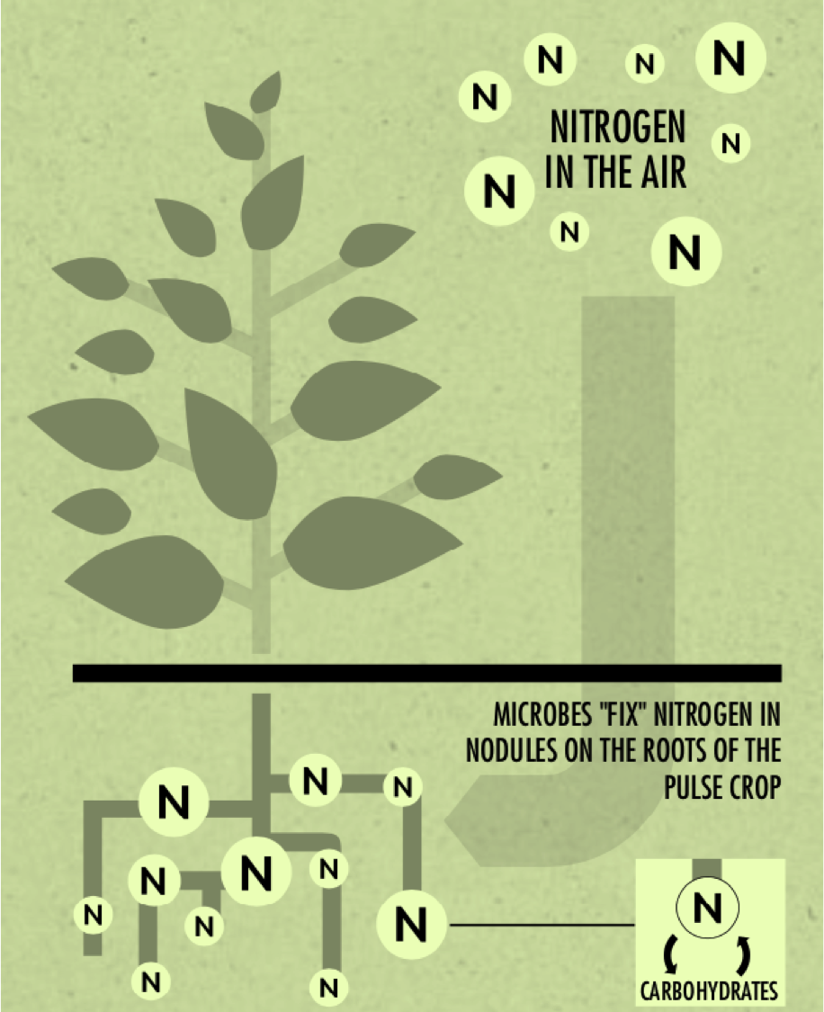 nitrogen fixing plant.png