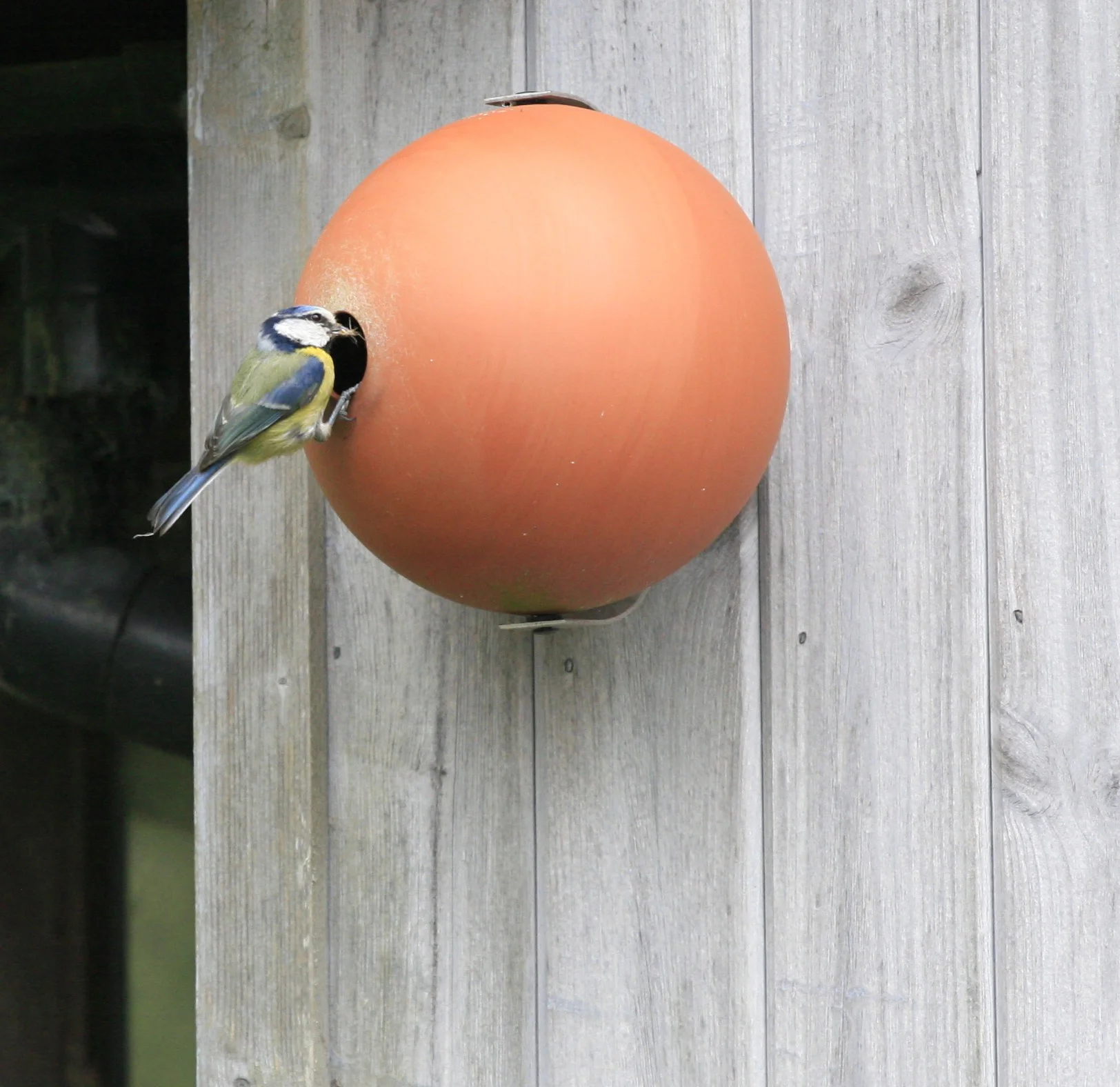 Blue Tit on Birdball