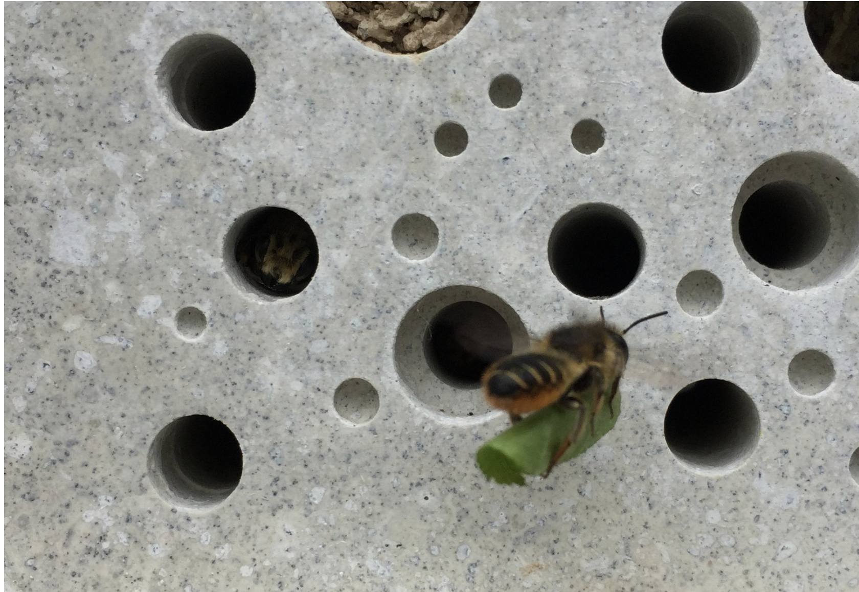 Bee Blocks