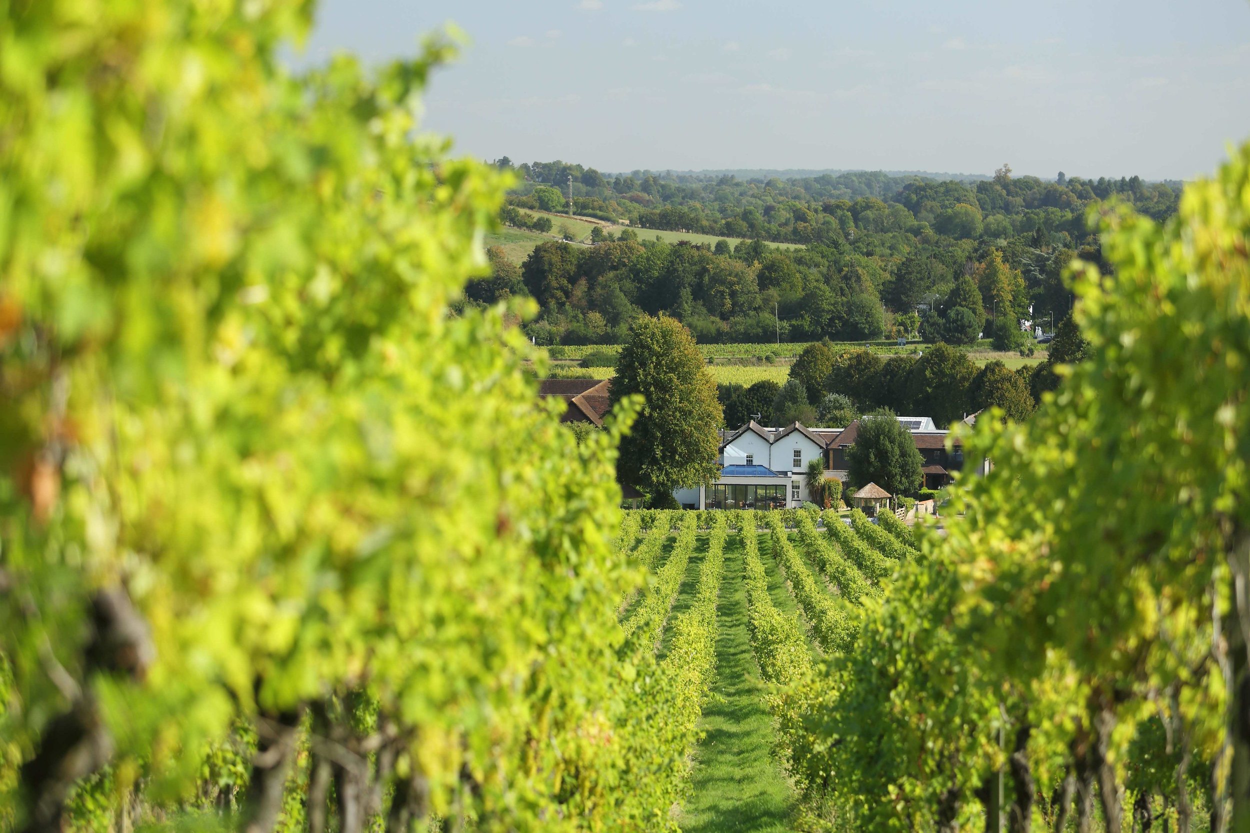 Vineyard view of Denbies Vineyard Hotel, Dorking, Surrey.jpg