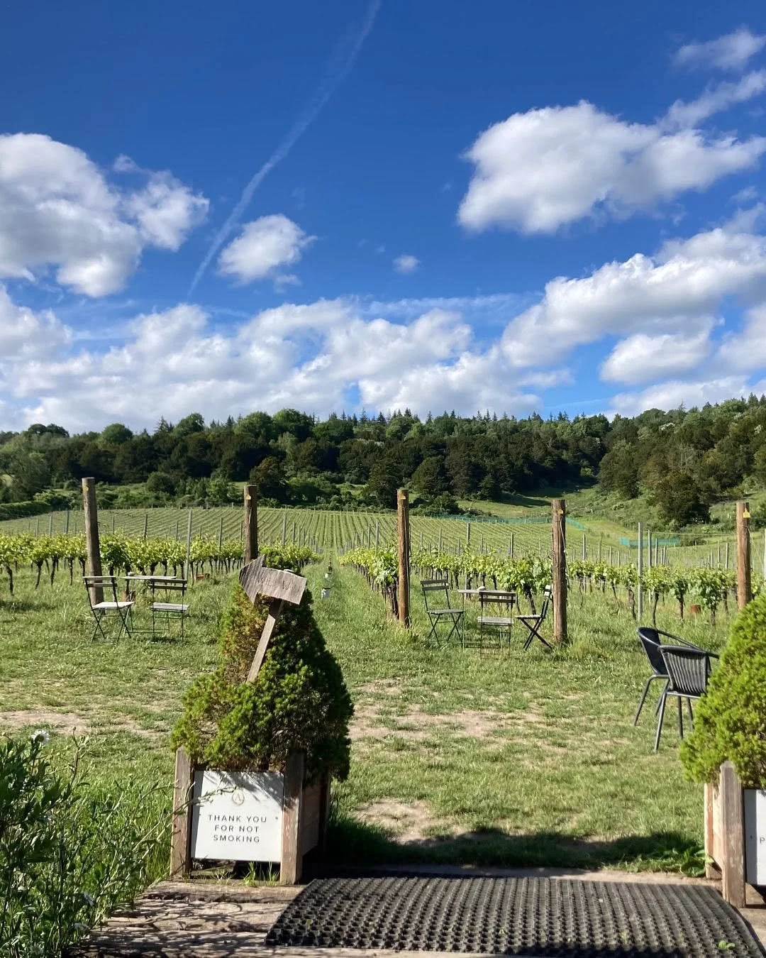 Albury Vineyard by @siandavies_travel