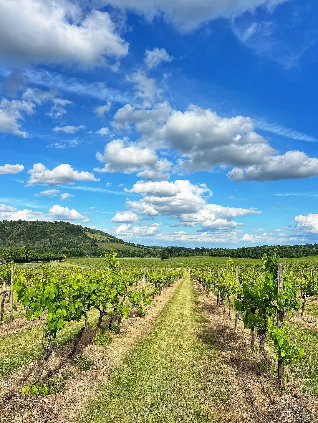 Denbies Wine Estate by @surrey_snaps
